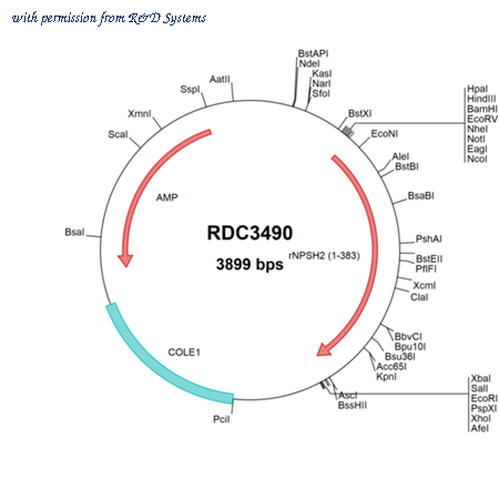 R&D Systems RDC3490 image 1