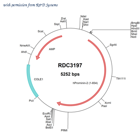 R&D Systems RDC3197 image 1