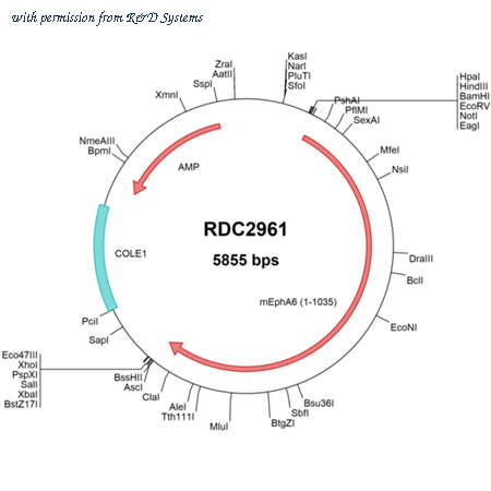 R&D Systems RDC2961 image 1
