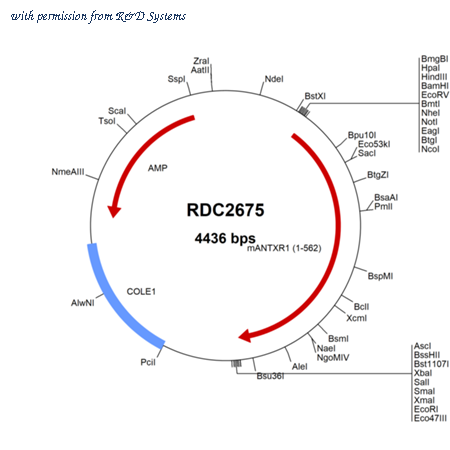 R&D Systems RDC2675 image 1