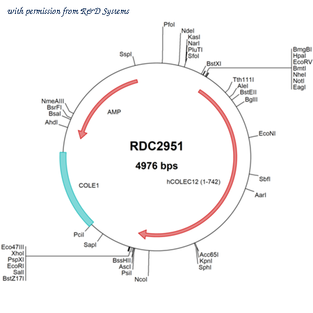 R&D Systems RDC2951 image 1