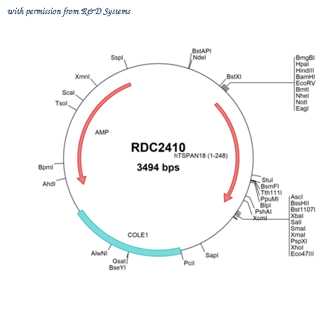 R&D Systems RDC2410 image 1