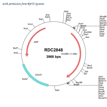 R&D Systems RDC2848 image 1