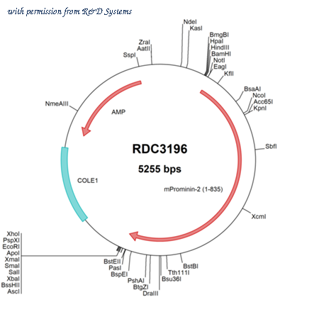 R&D Systems RDC3196 image 1