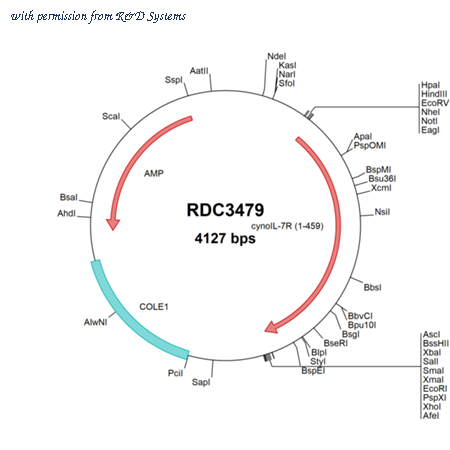 R&D Systems RDC3479 image 1