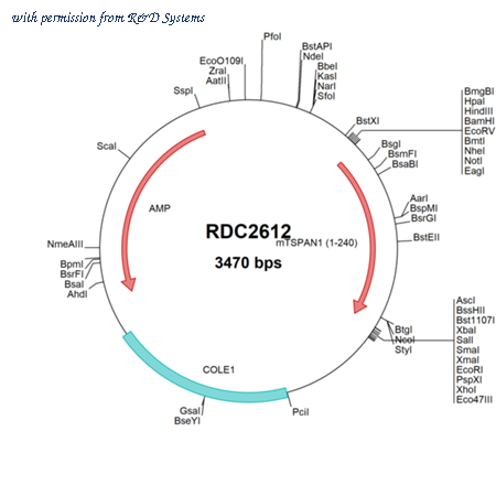 R&D Systems RDC2612 image 1