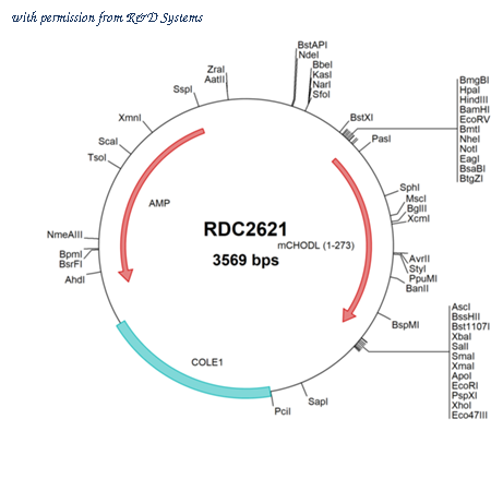R&D Systems RDC2621 image 1