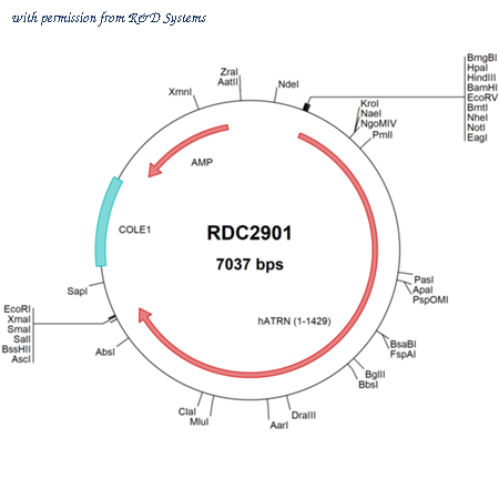 R&D Systems RDC2901 image 1