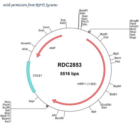 R&D Systems RDC2853 image 1