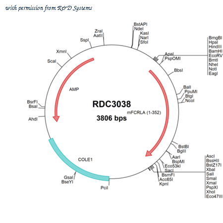 R&D Systems RDC3038 image 1