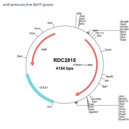 R&D Systems RDC2815 image 1