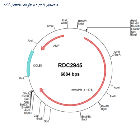 R&D Systems RDC2945 image 1