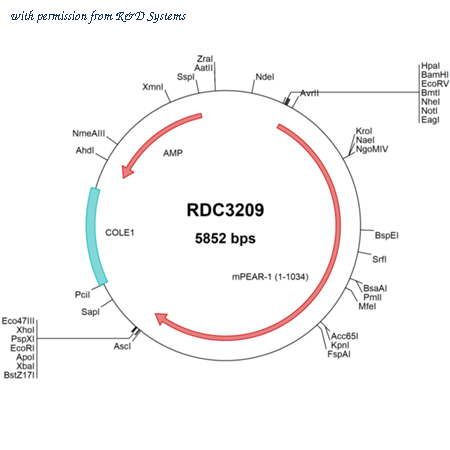 R&D Systems RDC3209 image 1