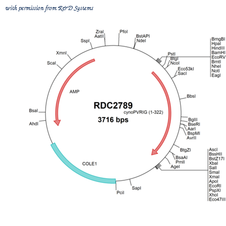 R&D Systems RDC2789 image 1