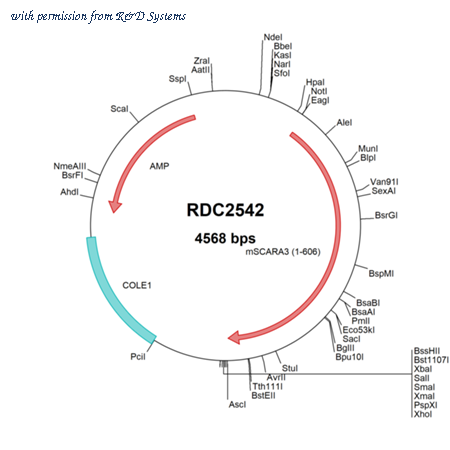 R&D Systems RDC2542 image 1