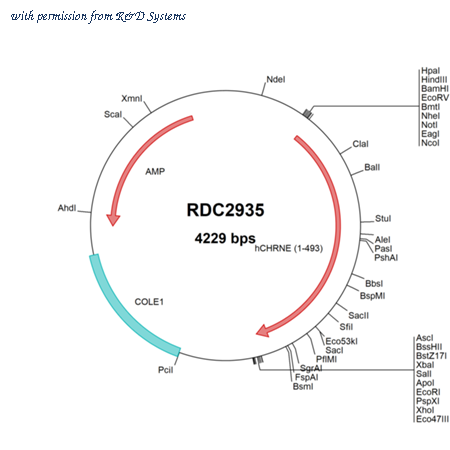 R&D Systems RDC2935 image 1