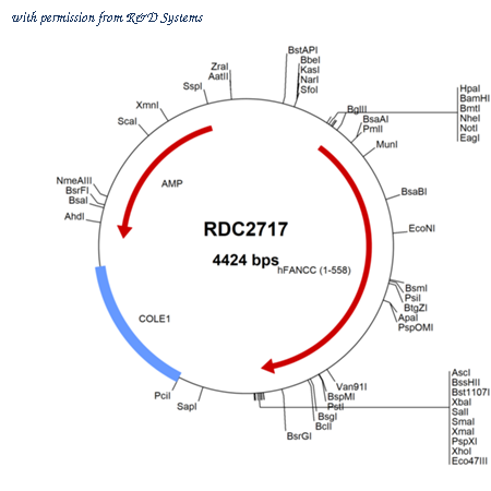R&D Systems RDC2717 image 1