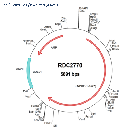 R&D Systems RDC2770 image 1