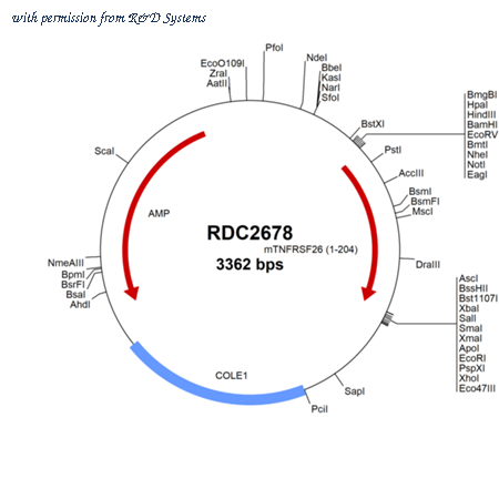 R&D Systems RDC2678 image 1
