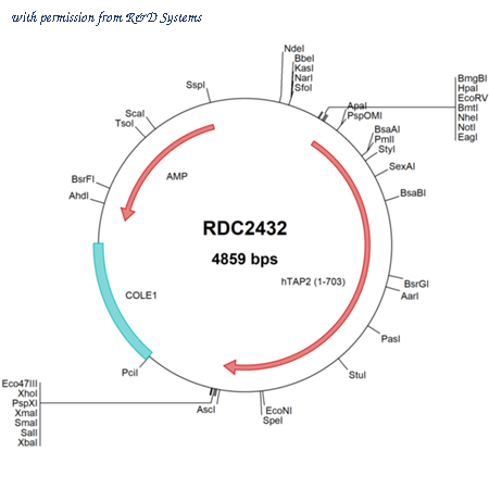 R&D Systems RDC2432 image 1