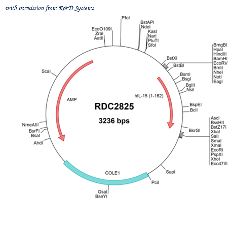 R&D Systems RDC2825 image 1