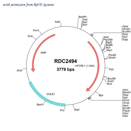 R&D Systems RDC2494 image 1