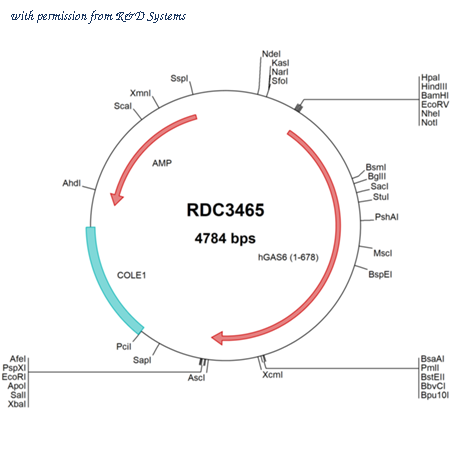 R&D Systems RDC3465 image 1