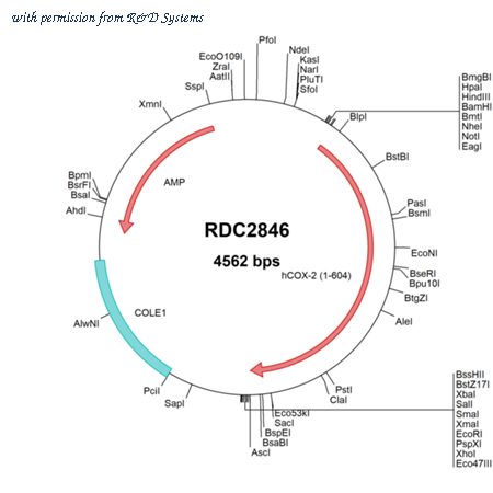 R&D Systems RDC2846 image 1