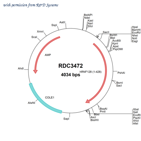 R&D Systems RDC3472 image 1