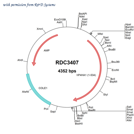 R&D Systems RDC3407 image 1