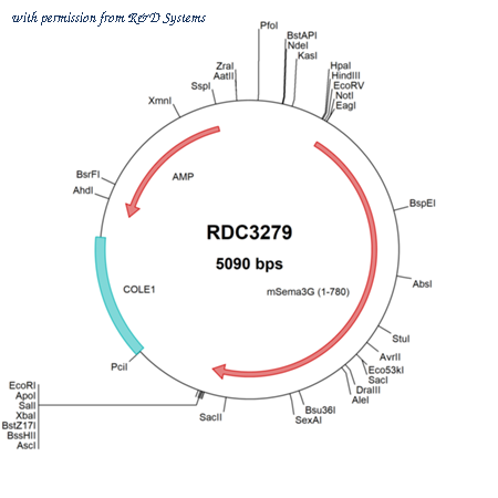 R&D Systems RDC3279 image 1