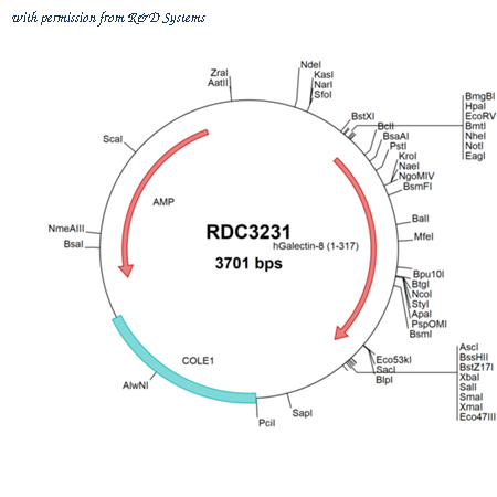 R&D Systems RDC3231 image 1