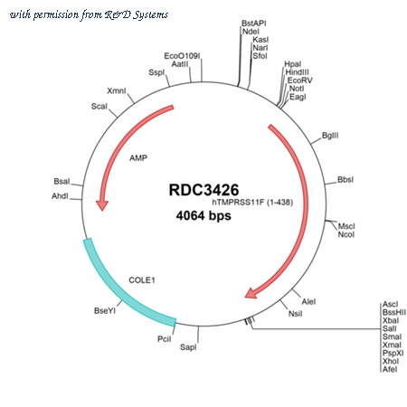 R&D Systems RDC3426 image 1