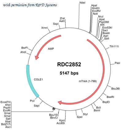 R&D Systems RDC2852 image 1