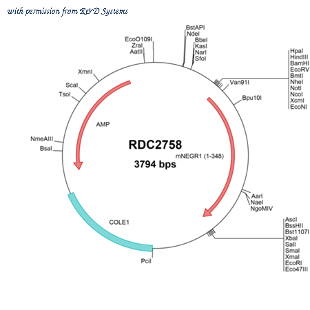 R&D Systems RDC2758 image 1