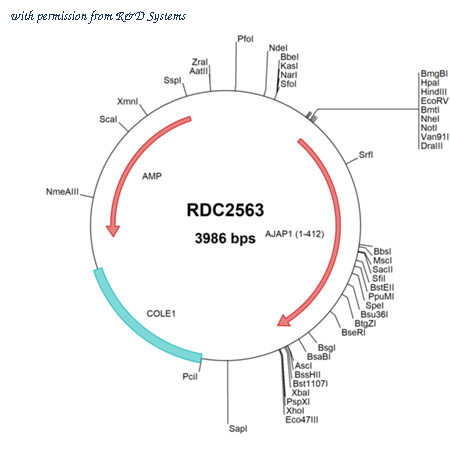 R&D Systems RDC2563 image 1
