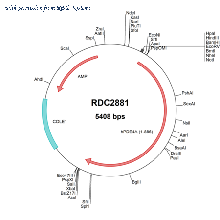 R&D Systems RDC2881 image 1