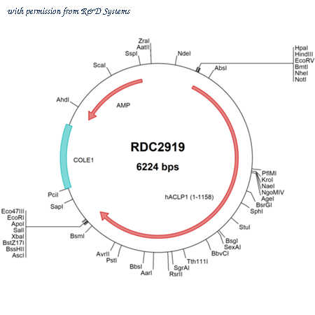 R&D Systems RDC2919 image 1