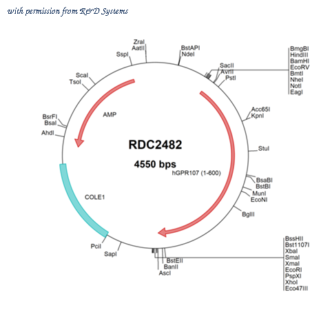 R&D Systems RDC2482 image 1