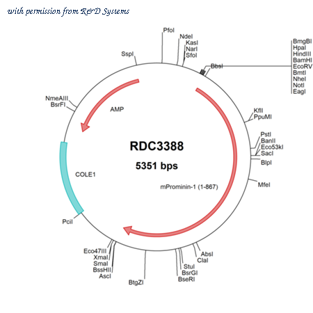 R&D Systems RDC3388 image 1