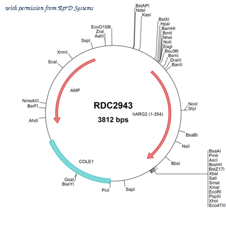 R&D Systems RDC2943 image 1