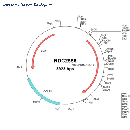 R&D Systems RDC2556 image 1