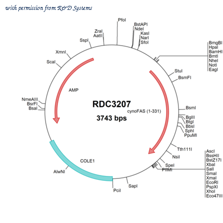 R&D Systems RDC3207 image 1