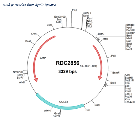 R&D Systems RDC2856 image 1