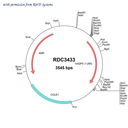 R&D Systems RDC3433 image 1