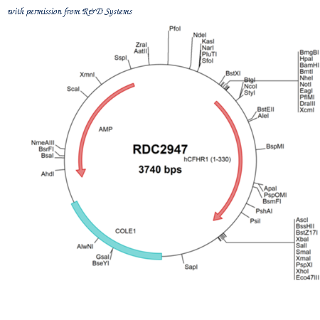 R&D Systems RDC2947 image 1