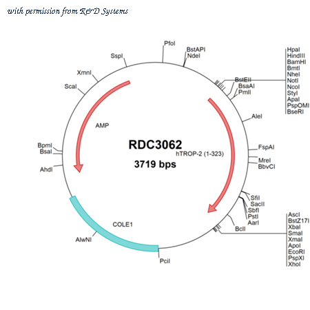 R&D Systems RDC3062 image 1