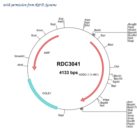 R&D Systems RDC3041 image 1
