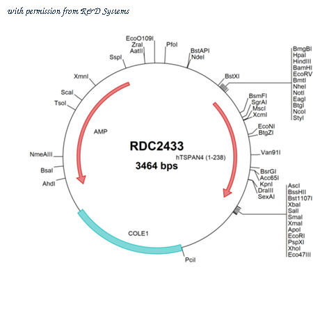 R&D Systems RDC2433 image 1