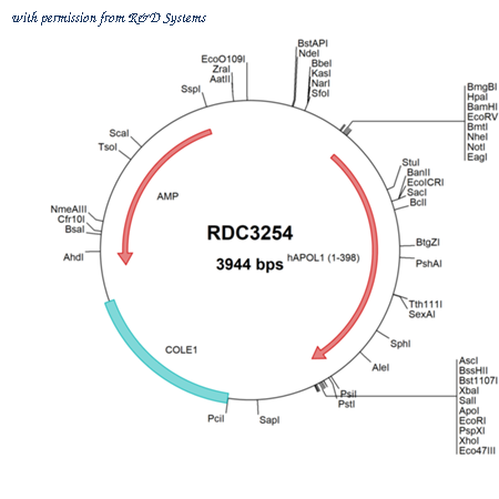R&D Systems RDC3254 image 1